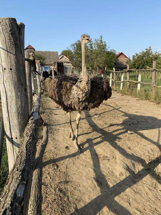 Struti in varsta de 4 ani femele