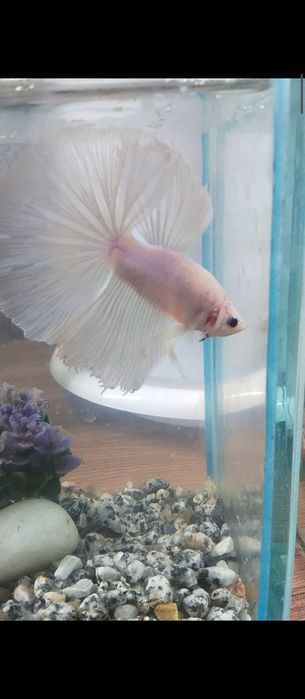 Рыбка петушок аквариумная