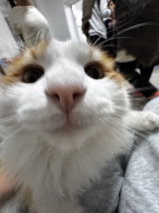 Отдам в добрые руки