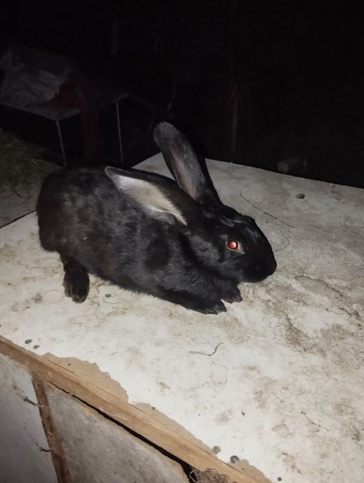 Quyon sotiladi moda bõĝoz