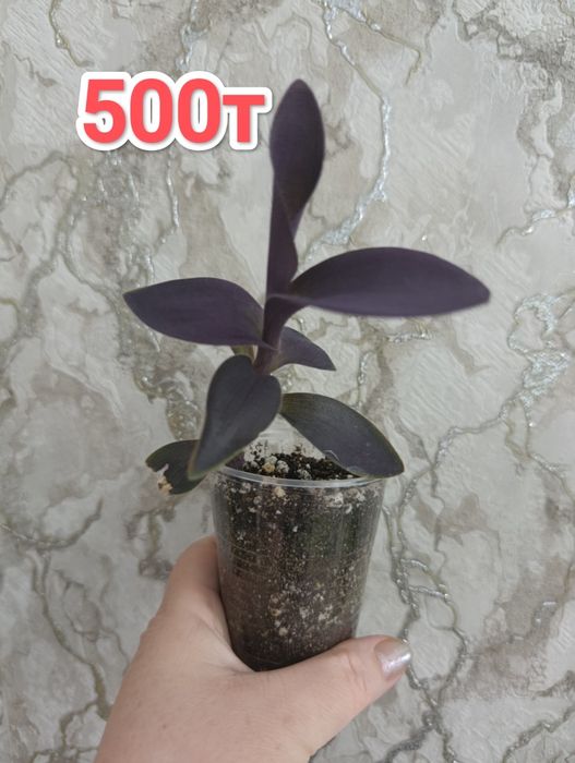 Комнатные растения кжби