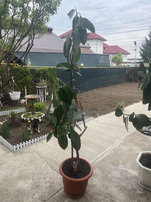 Plante mari Ficus