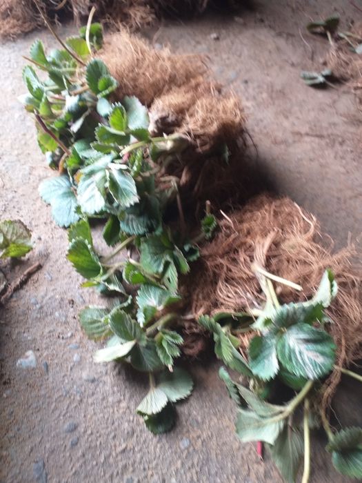 Vand stoloni de capsuni  soiul magici