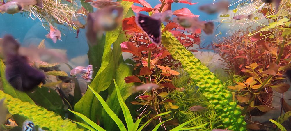 Аквариумные растения