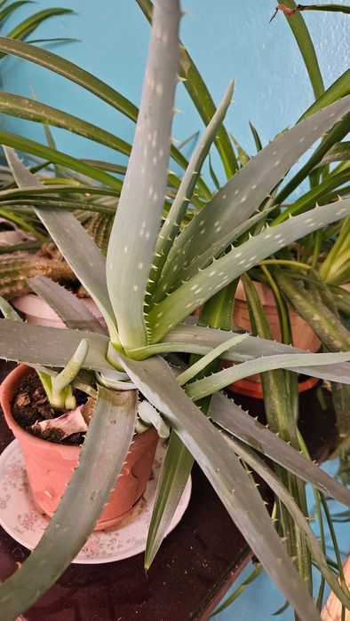 Продаю цветы алоэ, 3-х летник