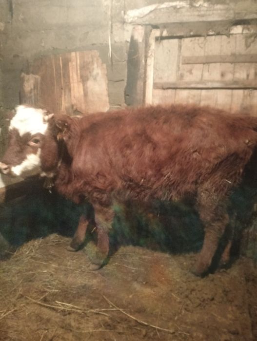 2 бас сиыр 5 бас падцостар