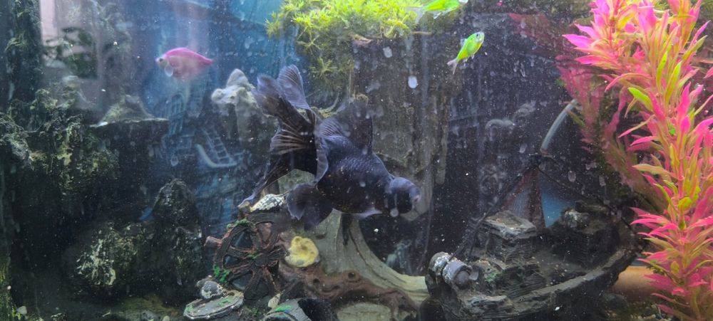 Продам телескопа аквариумного