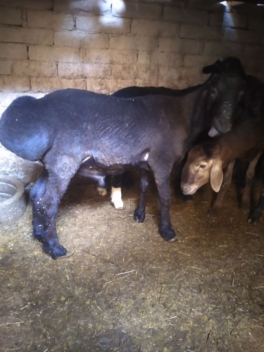 Qurbonlik uchun sifatli be nuqson qulog'i butun Quchqorllar bor