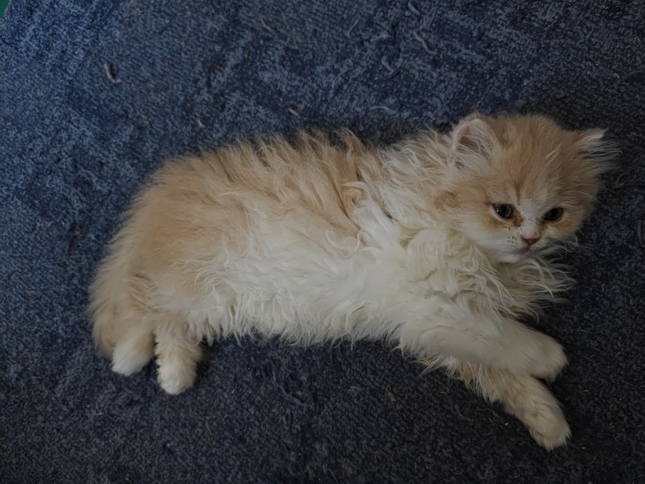 Продам персидского котёнка(мальчик)