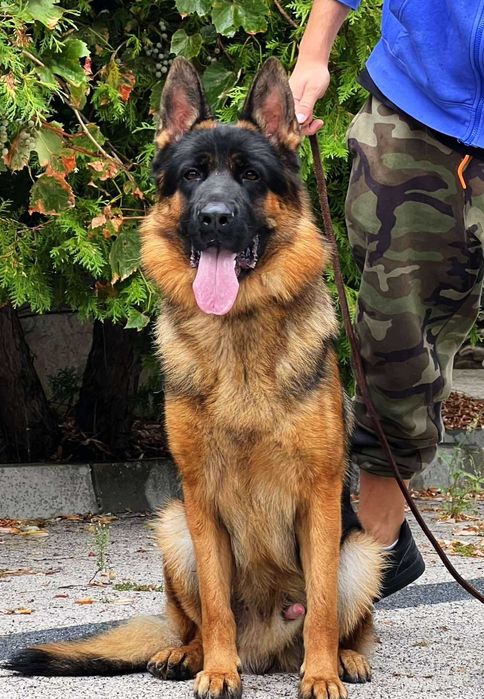 Немска овчарка на 98 дена