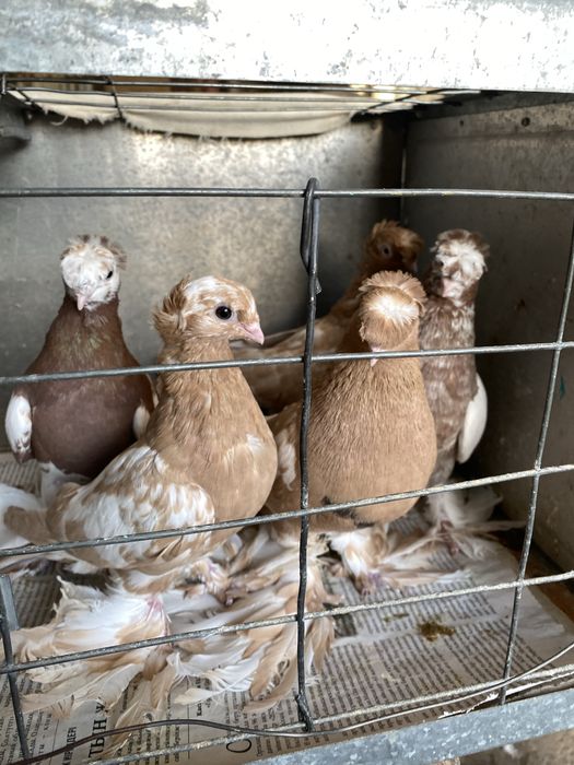 Молодеж летно игровых глубей!