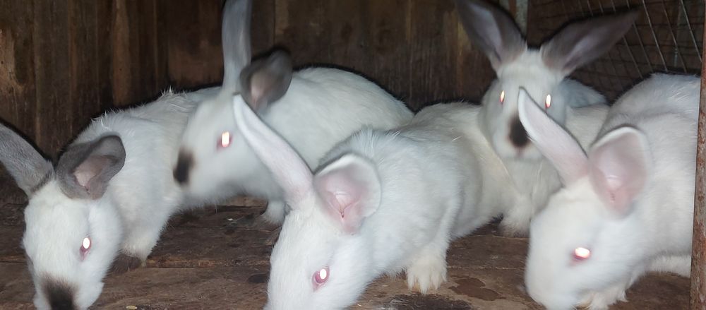 Продам кроликов .