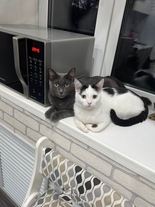 Отдам в хорошие руки