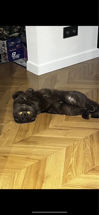 Кот Шотландец Скоттиш Фолд Вислоухий Мальчик
