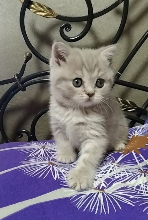 Шикарная девочка. Скоттиш страйт.