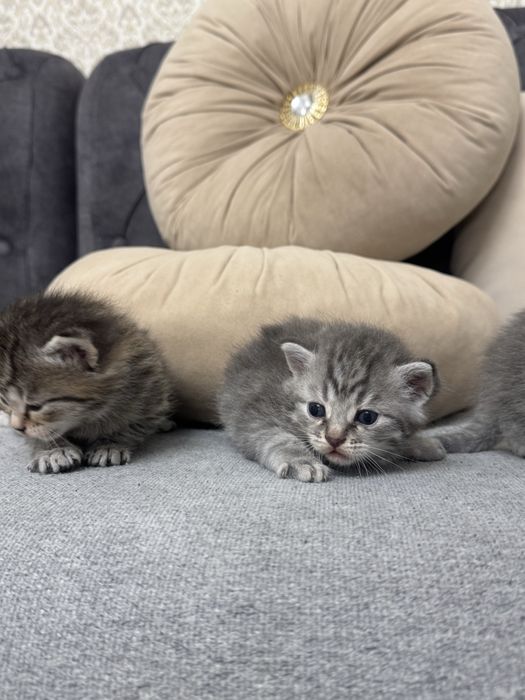 Котята ищят свой дом