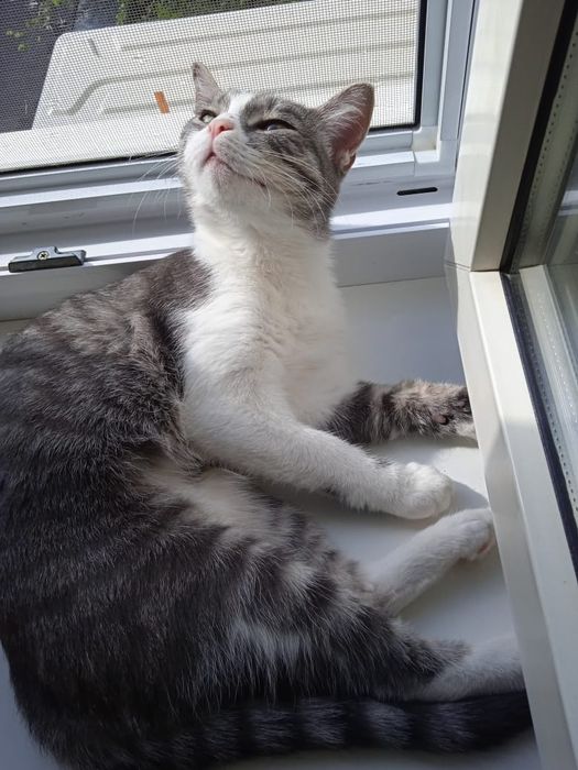 Кошка в добрые руки