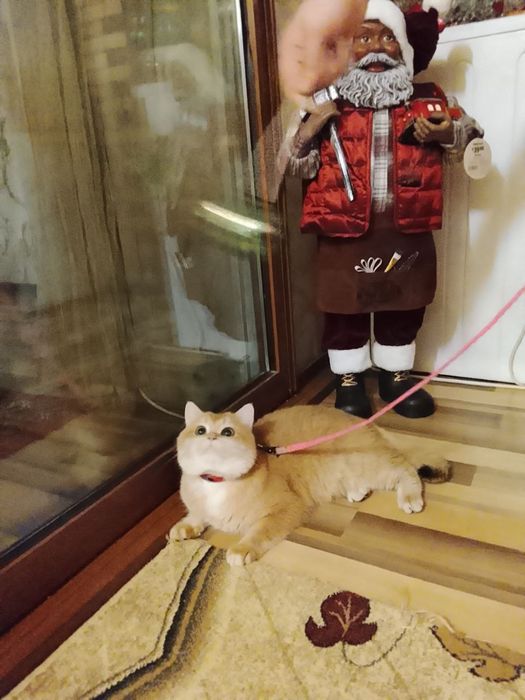 Vyaskaga Britanskiy Zolatistiy shinshila NY 12