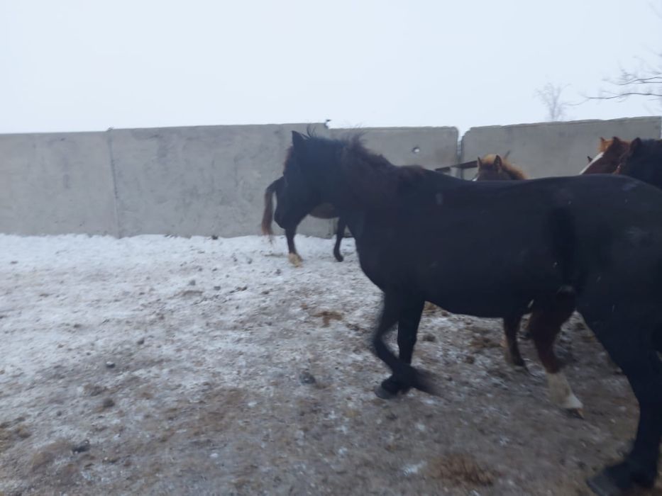 Продается 2 кобылы  с жеребятами