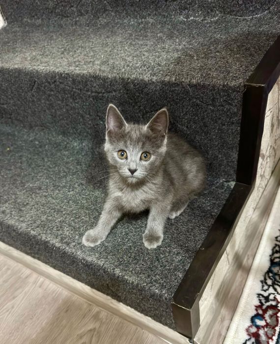 Отдам котят в добрые руки!