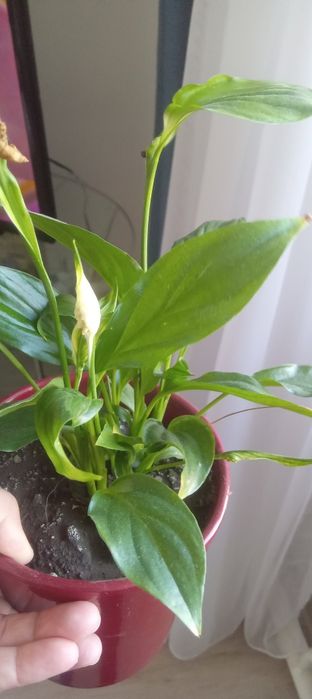 Продам комнатные цветы