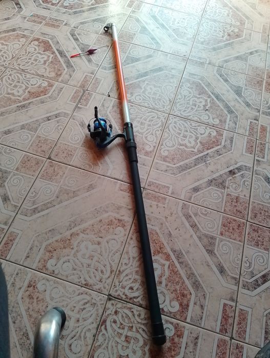 Продавам Болонезе 5.00м.