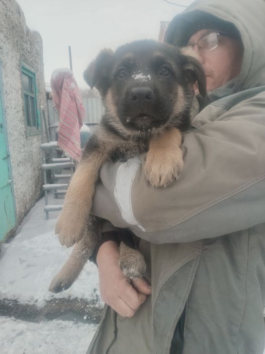 Продам щенков 50000