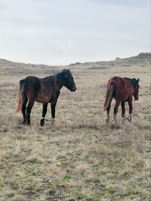 Ірі еркек тайлар сатылады