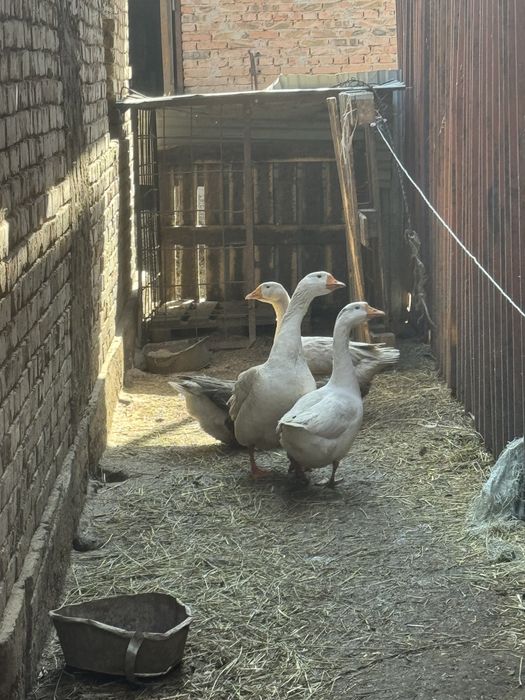 Продам Гусей домашних