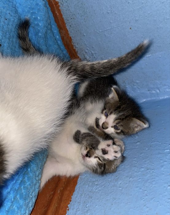 Котята Мальчики