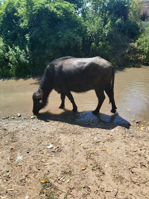 Vând bivolita cu vițel