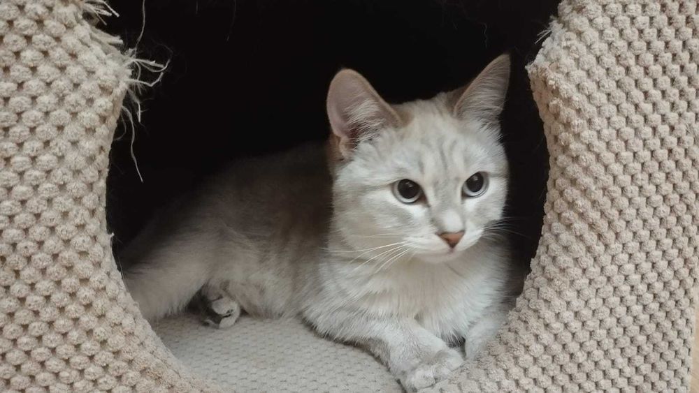 Отдаю кошек в добрые руки