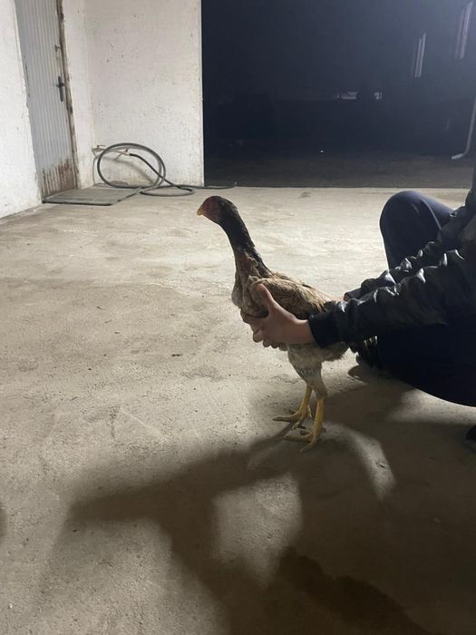 Продам даканку  несётся