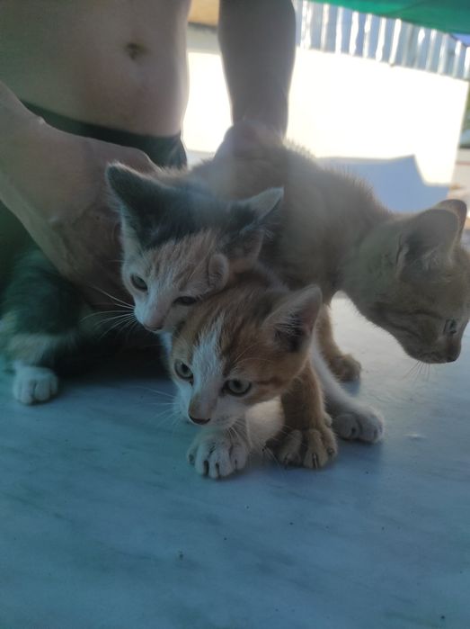 Отдам котенка в хорошие руки