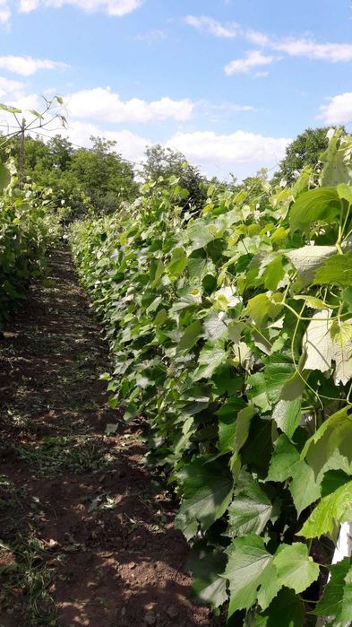 Vanzare teren intravilan (sat Maldaresti, comuna Dealu Morii, jud. Bacau)