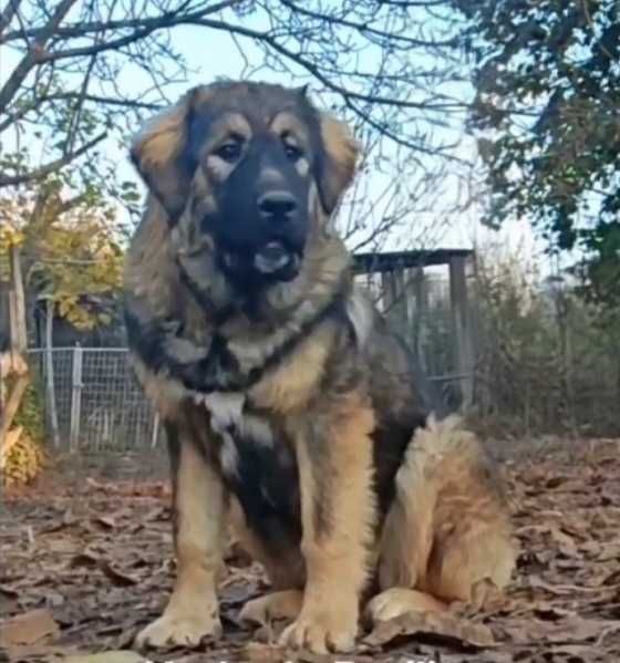 Femela Ciobanesc Caucazian -junior