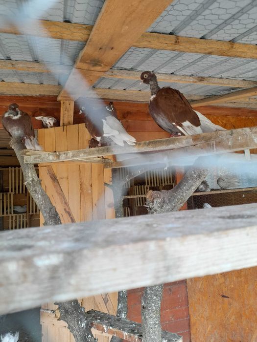 Porumbei de vânzare mai multe rase