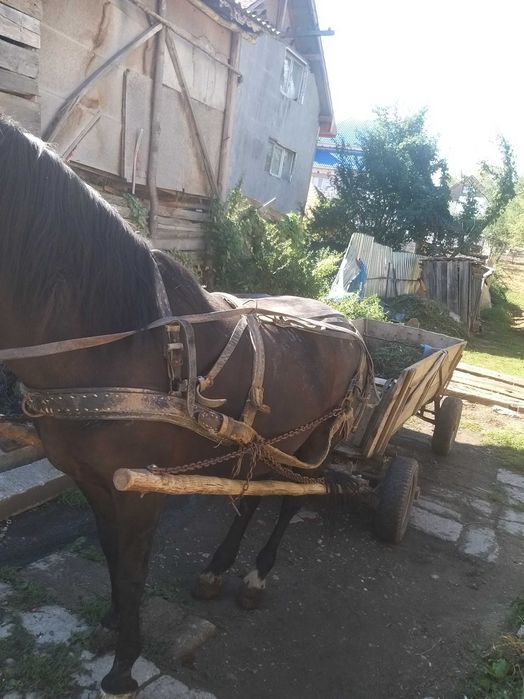 iapa de vanzare