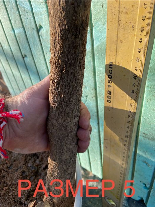 Нарове – селекция от много сортове с различни характеристики, дръвчета