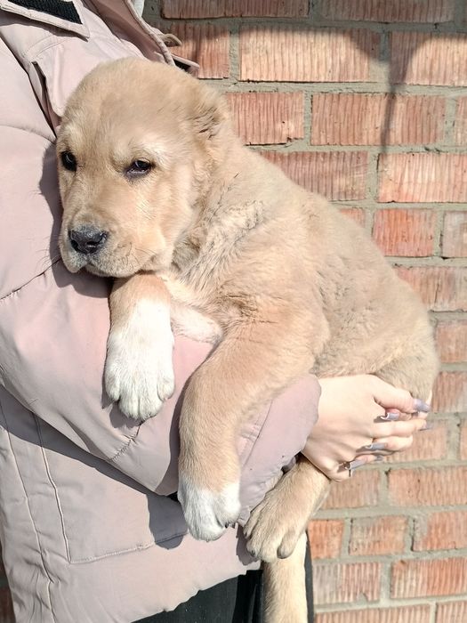 Продаются щенки САО(азиаты)