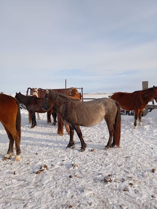 Продам Донежн Байтал