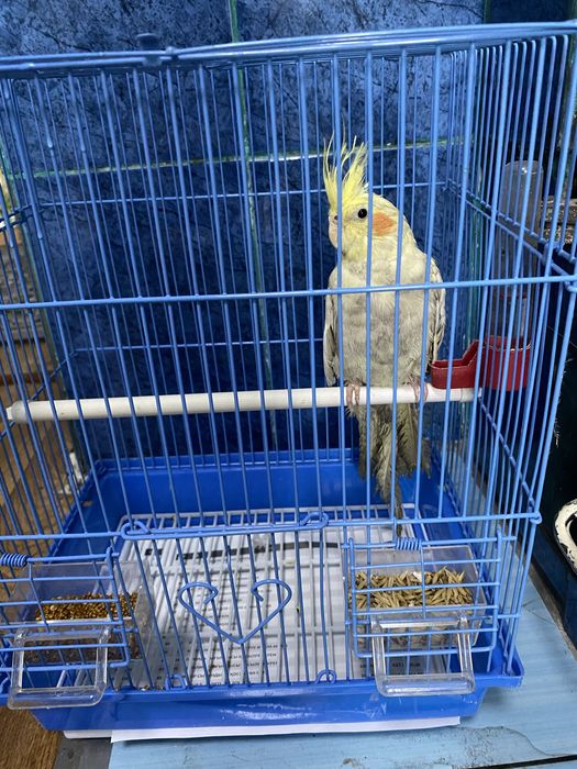 Корелла с клеткой