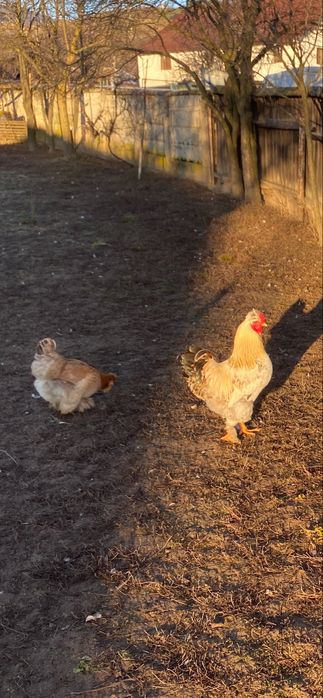 Vand Cocos Motat Incaltat