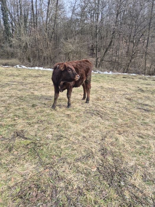 vițeaua de vânzare