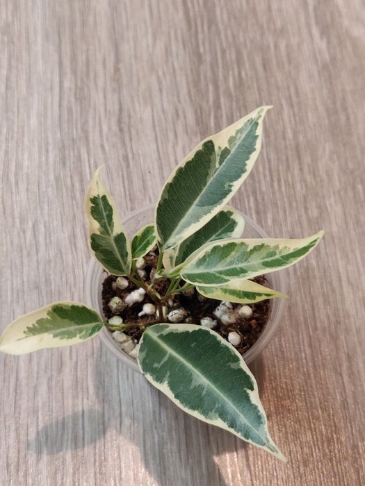 Фикус ( комнатное растение)