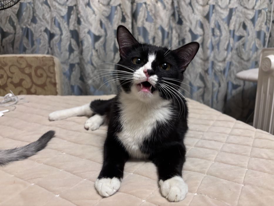 Отдам в хорошие руки