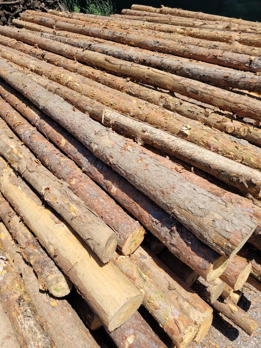 Ритловици иглолистни (чам)