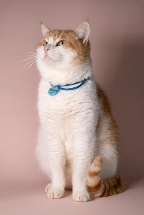 Кот в добрые руки