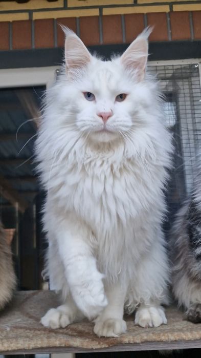 Котенок  мейн-кун девочка