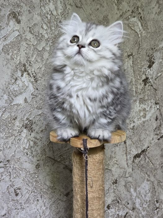 Продаётся котёнок манчкин  девочка..,